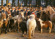 Paardenmarkt 2_225