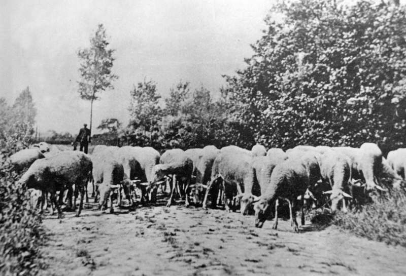 schapen_zeegse